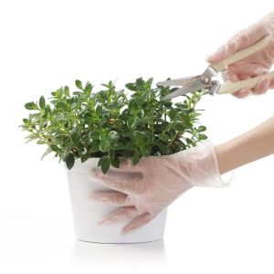 Waterproof Disposable Vinyl Gloves Transparent Use For Kitchen