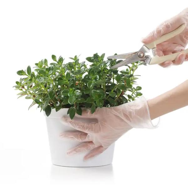 Buy Waterproof Disposable Vinyl Gloves Transparent Use For Kitchen at wholesale prices