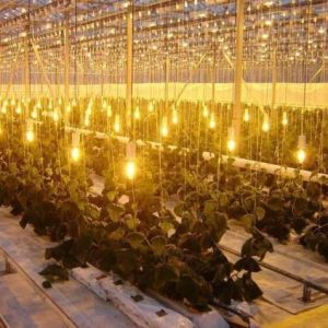 Double Layer Water Sprayer Controlled Illuminating Greenhouse for Planting