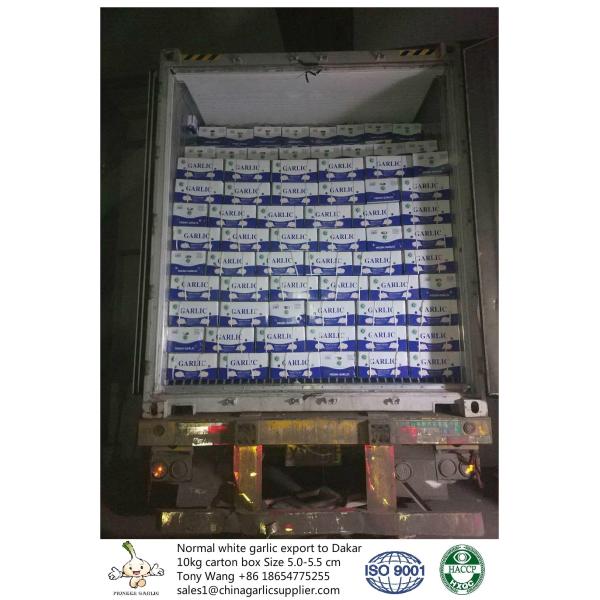 Buy Garlic to Senegal at wholesale prices