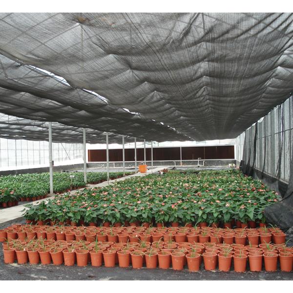 10m Tunnel Width Multi Span Greenhouse Hot Zone Desertic Wind Resistance Greenhouse