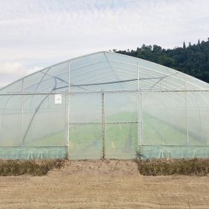 Hydroponic System Single-span Plastic Film Agriculture Greenhouses Construction