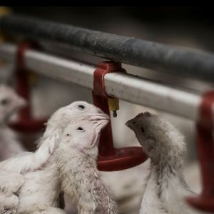 380V 220V Chicken Farm Equipment 45cm Pipe Broiler Chicken Feeders Drinkers