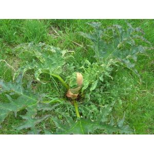 rhubarb extract Anthraquinones10% Emodin 5% --rhubarb pieplant,Rheum officinale