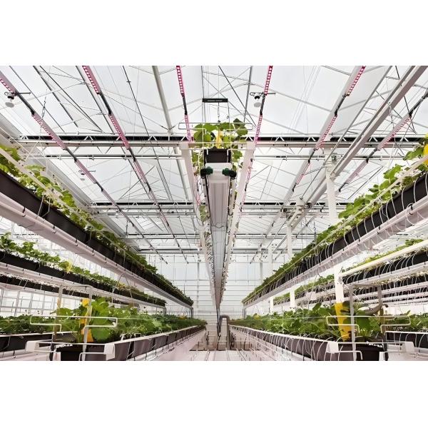 Green House Hydroponic Setup for Year-Round Cultivation