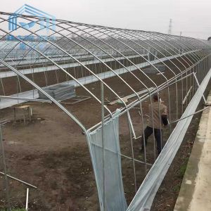 Agriculture Plants Growing Strong Structure Polyethylene Film Greenhouse for