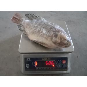 Frozen Tilapia Gutted& Scaled Size before glaze 550-750g