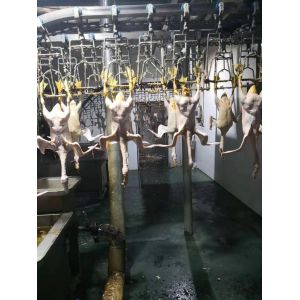 300BPH - 1000BPH Automatic Chicken Processing Plant Poultry Chicken Slaughter