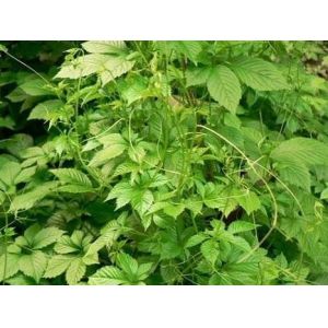 Lose Weight Product Gynostemma Pentaphyllum Powder --gynostemma extract