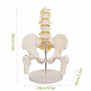 Medical Lumbar Spine Pelvic Anatomical Skeleton Model Vertebral Column 3D