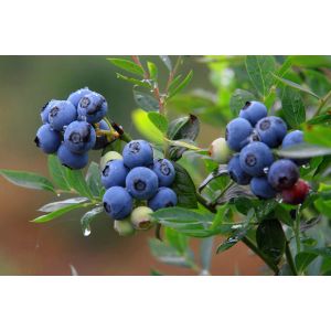 Natual GMO Free 25% Anthocyanosides Violet Fine Powder Vaccinium Myrtillus