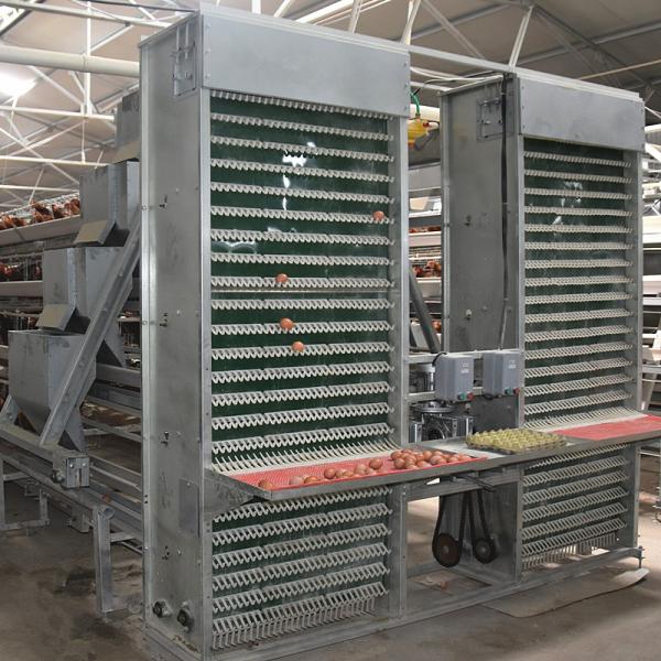 Buy 4m/Min Poultry Egg Collection System at wholesale prices