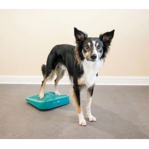 Dog training massage foot relaxation PVC massage board