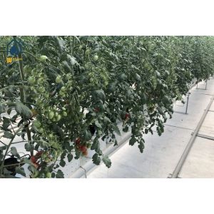 China Steel Gutter Planting System Steel Grow Gutter For Tomato Farming on sale