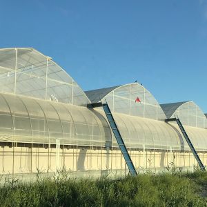 Multi-Span Agricultural Greenhouses Advanced Hydroponic Growing System for