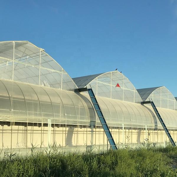 Multi-Span Agricultural Greenhouses Advanced Hydroponic Growing System for