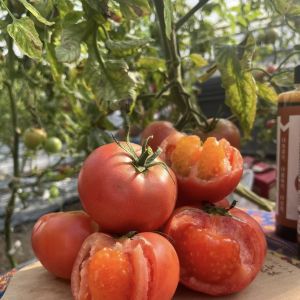 Multi-Span Greenhouse with Hydroponics and Plastic Film Samples US 20/Square