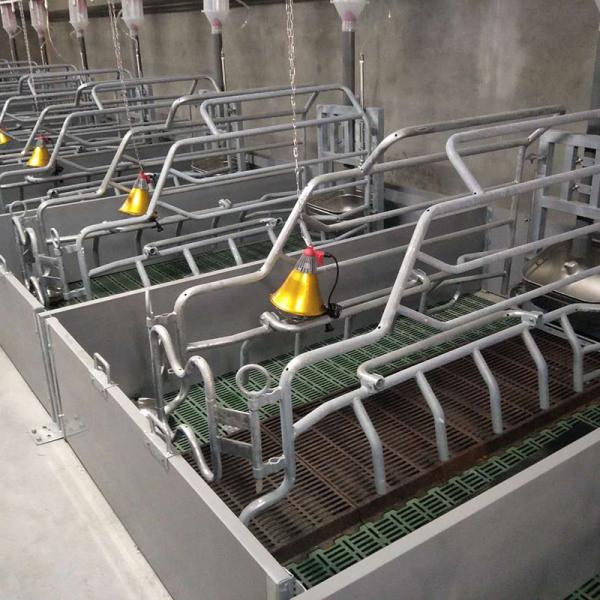 Buy Incubator Lamp Heating Sow Farrowing Crate With Drinking Bowl at wholesale prices