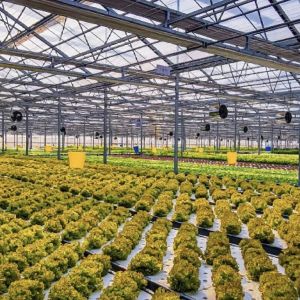 Customized Request Glass Greenhouse with Flower System and Customized Roofing