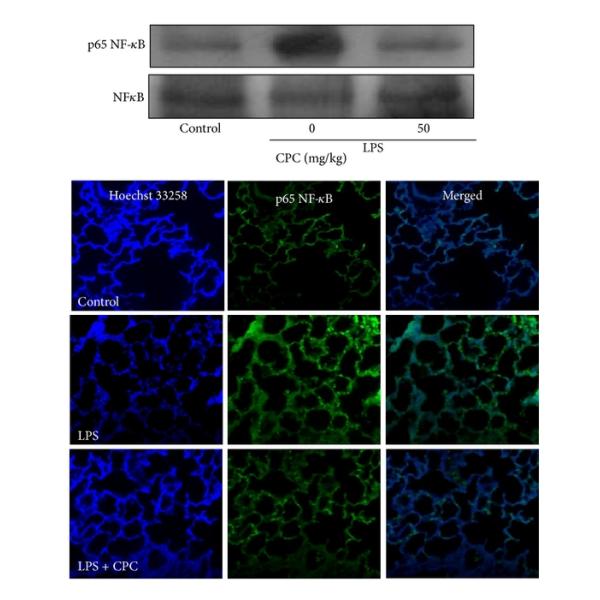 Spirulina Phycocyanin/Organic Spirulina Powder Bulk/Spirulina Phycocyanin Phycocyanin Powder