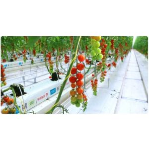 Greenhouse Polypropylene Thread Packing 1800m/Roll 3000m/Roll PP Twine