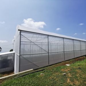 Urban Farming Sawtooth Agricultural Greenhouse Plastic Agri Greenhouse Single