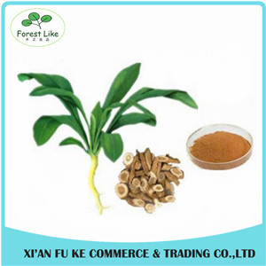 Wildginger Herb Indigowoad Root Extract / Radix Isatidis Extract 10:1