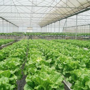 Durable Steel Tructure Vegetable Growing Poly Tunnel Agricultural Greenhouse