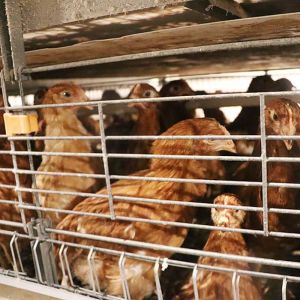 H Type / A Type Layer Chicken Cage System U Shape Steel Cage Frame Durable