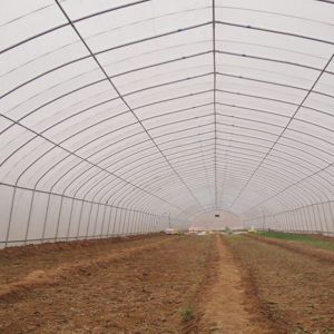 Support Occasion Selection Small Tomato Hydroponic Greenhouse with Designable