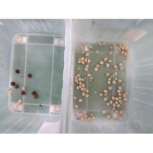 7T/h 7 Chute Sacha Inchi Color Sorter Advanced Image Processing System