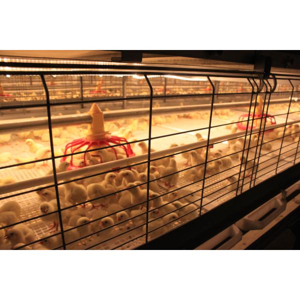 Galvanized Steel Poultry House with Gable Roof and Bolts Connection