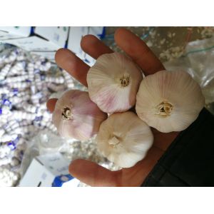 Garlic to Senegal