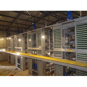 H Type Layer Chicken Cage Equipment Automatic Egg Collector Chicken Farming