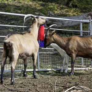 Semi Circular Rotating Cow Scratching Brush For Cow Cleaning Custom