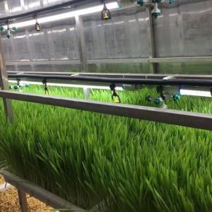 Vertical Farming Container Greenhouse In Shipping Container Design