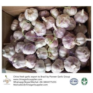 China 6.0-6.5 cm normal white garlic export to Brazil by Pioneer Garlic Group