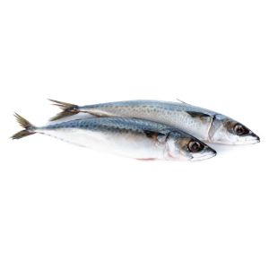 Fresh Frozen Seafood Pacific Makerel Fish Iso Trachurus Trachurus