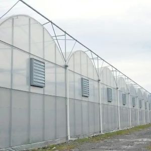 Commercial Plastic Film Greenhouse Vegetable Farming With Ventilation System