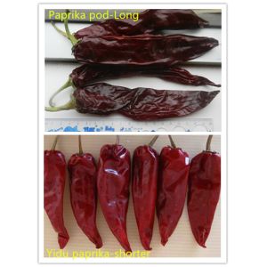 Stemless Yidu Chili 10cm-15cm Red Jinta Chilli Pepper