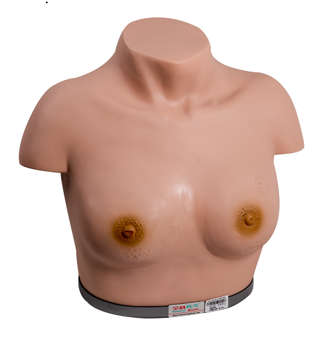 Inspection Palpation Breast Gynecologic Simulator For Training