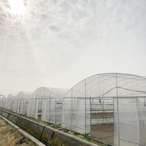 Buy Customized Agricultural Tunnel Greenhouse With PE Film Covering at wholesale prices