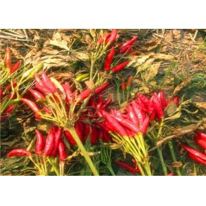 Dehydrated Red Bullet Chilli Pods Cayenne Pepper 25000SHU Without Stem