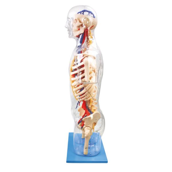 Internal orangs visible Human Anatomy Model Main neural and vascular education doll