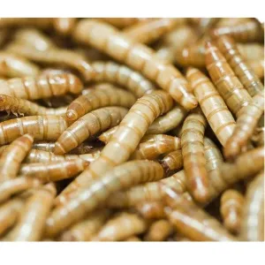 Natural Flavor Mealworms Fish Food for Feeding Pets Produced