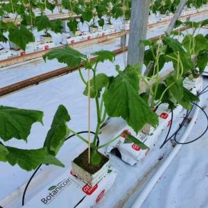 Sturdy Venlo Glass Greenhouse for Watermelon Cultivation