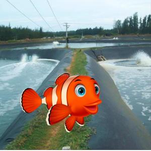 HDPE LDPE LLDPE Liners for Aquaculture Pond Swimming Pool Reservoir Dam Landfill