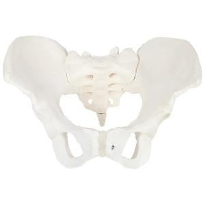 Medical Anatomy Teaching Pvc 35x20x16cm Male Pelvis Model