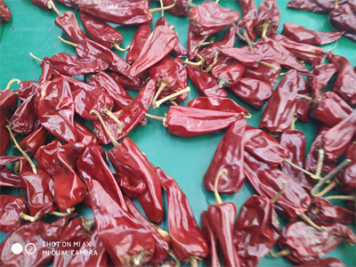 Buy New Crop Yidu Dried Chili With Stem HACCP Certification at wholesale prices
