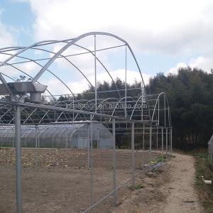 Film Cover Fiber Glass Greenhouse 8m Tunnel Width With Cooling Pad